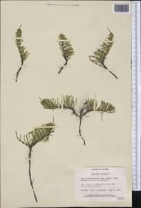 Equisetum arvense L., America (AMER) (United States)