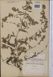 Symphyotrichum lanceolatum (Willd.) G. L. Nesom, America (AMER) (United States)