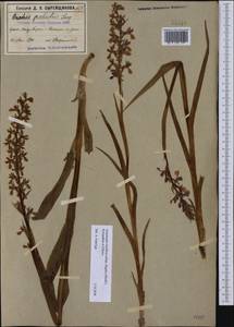 Anacamptis palustris subsp. elegans (Heuff.) R.M.Bateman, Pridgeon & M.W.Chase, Crimea (KRYM) (Russia)