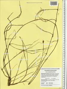 Carex chordorrhiza L.f., Eastern Europe, Northern region (E1) (Russia)