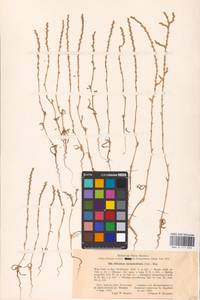 Ofaiston monandrum (Pall.) Moq., Eastern Europe, Lower Volga region (E9) (Russia)