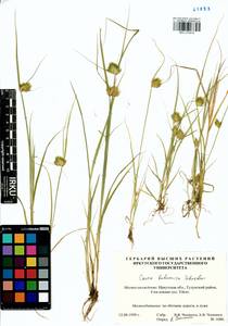 Carex bohemica Schreb., Siberia, Baikal & Transbaikal region (S4) (Russia)