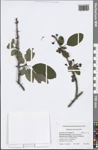 Rhamnus dahuricus (Makino) Kartesz & Gandhi, Siberia, Russian Far East (S6) (Russia)