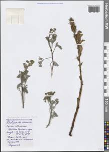 Phelipanche arenaria (Borkh.) Pomel, Crimea (KRYM) (Russia)