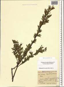 Salix purpurea, Caucasus, Stavropol Krai, Karachay-Cherkessia & Kabardino-Balkaria (K1b) (Russia)