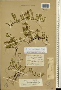 Thymus minussinensis Serg., Siberia, Central Siberia (S3) (Russia)