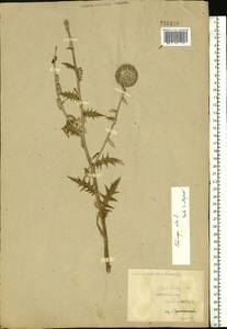 Echinops ritro subsp. ruthenicus (M. Bieb.) Nyman, Eastern Europe, Middle Volga region (E8) (Russia)