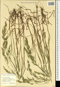 Bromus commutatus Schrad., Crimea (KRYM) (Russia)