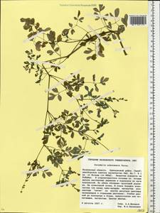 Corydalis ochotensis Turcz., Eastern Europe, Moscow region (E4a) (Russia)