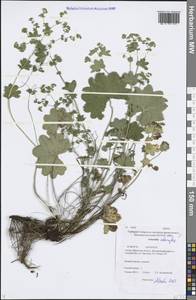 Alchemilla altaica Juz., Siberia, Baikal & Transbaikal region (S4) (Russia)