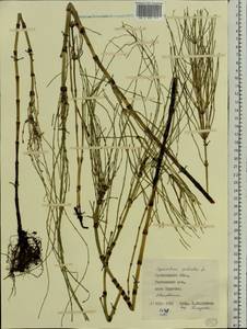 Equisetum fluviatile L., Eastern Europe, Central forest region (E5) (Russia)