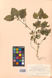 Solanum nigrum L., Eastern Europe, Moscow region (E4a) (Russia)
