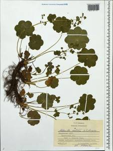 Alchemilla ventiana V. N. Tikhom., Eastern Europe, Middle Volga region (E8) (Russia)