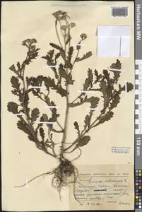 Senecio, Western Europe (EUR) (Bulgaria)