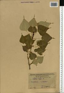 Populus nigra L., Eastern Europe, Middle Volga region (E8) (Russia)