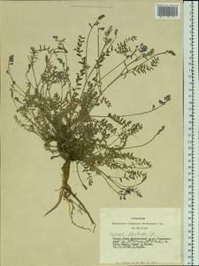 Oxytropis floribunda (Pall.)DC., Siberia, Altai & Sayany Mountains (S2) (Russia)