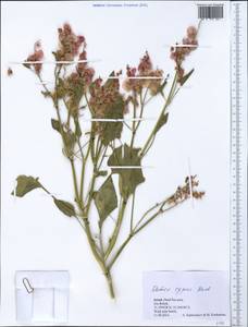 Rumex cyprius Murb., South Asia, South Asia (Asia outside ex-Soviet states and Mongolia) (ASIA) (Israel)