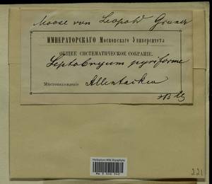 Leptobryum pyriforme (Hedw.) Wilson, Bryophytes, Bryophytes - Baltic States (B1) (Estonia)