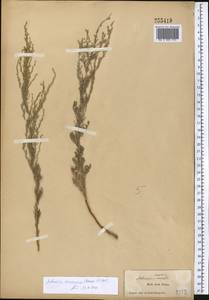 Seriphidium saissanicum (Krasch.) Bremer & Humphries ex Y.R. Ling, Middle Asia, Dzungarian Alatau & Tarbagatai (M5) (Kazakhstan)