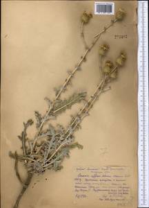 Cousinia affinis Schrenk, Middle Asia, Syr-Darian deserts & Kyzylkum (M7) (Kazakhstan)
