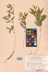 Lathyrus vernus (L.) Bernh., Eastern Europe, Eastern region (E10) (Russia)