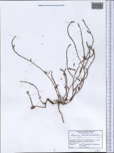 Polygonum rottboellioides Jaub. & Spach, Middle Asia, Pamir & Pamiro-Alai (M2) (Tajikistan)