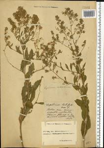 Lepidium latifolium L., Eastern Europe, Rostov Oblast (E12a) (Russia)
