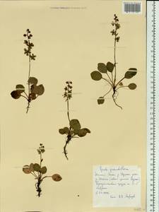 Pyrola grandiflora Radius, Siberia, Western Siberia (S1) (Russia)