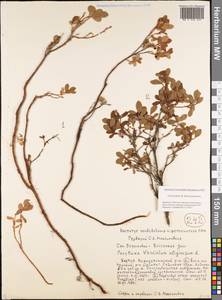 Vaccinium uliginosum L., Siberia, Yakutia (S5) (Russia)