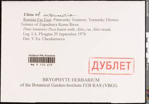 Ulota intermedia Schimp., Bryophytes, Bryophytes - Russian Far East (excl. Chukotka & Kamchatka) (B20) (Russia)