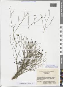 Crepidiastrum tenuifolium (Willd.) Sennikov, Siberia, Altai & Sayany Mountains (S2) (Russia)