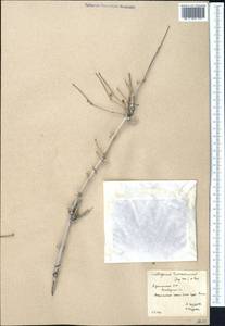 Calligonum rubescens Mattei, Middle Asia, Karakum (M6) (Turkmenistan)