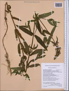 Stachys palustris L., Western Europe (EUR) (United Kingdom)