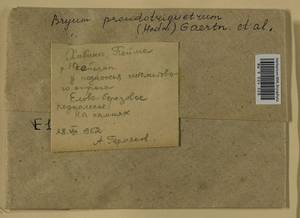 Ptychostomum pseudotriquetrum (Hedw.) J.R. Spence & H.P. Ramsay ex Holyoak & N. Pedersen, Bryophytes, Bryophytes - Karelia, Leningrad & Murmansk Oblasts (B4) (Russia)