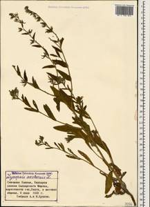 Lycopsis arvensis L., Caucasus, Stavropol Krai, Karachay-Cherkessia & Kabardino-Balkaria (K1b) (Russia)