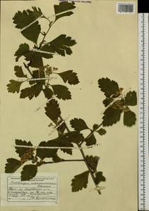 Crataegus maximowiczii C. K. Schneid., Siberia, Russian Far East (S6) (Russia)