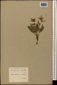 Convolvulus lineatus L., Caucasus, Georgia (K4) (Georgia)