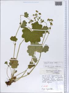 Alchemilla nemoralis Alechin, Eastern Europe, Lower Volga region (E9) (Russia)