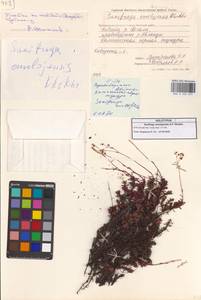 Saxifraga omolojensis A.P.Khokhr., Siberia, Chukotka & Kamchatka (S7) (Russia)