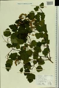 Physocarpus opulifolius (L.) Maxim., Eastern Europe, Central forest-and-steppe region (E6) (Russia)