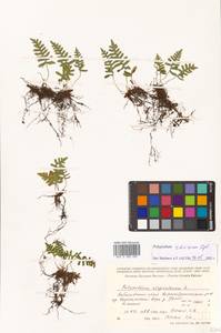Polypodium virginianum L., Siberia, Russian Far East (S6) (Russia)