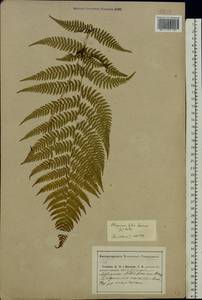 Athyrium filix-femina (L.) Roth, Eastern Europe, Central region (E4) (Russia)