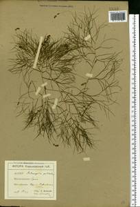 Stuckenia pectinata (L.) Börner, Eastern Europe, North Ukrainian region (E11) (Ukraine)