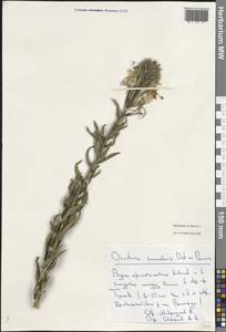 Oenothera biennis L., Eastern Europe, Lower Volga region (E9) (Russia)