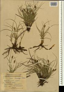 Carex stenophylla Wahlenb., Caucasus, Stavropol Krai, Karachay-Cherkessia & Kabardino-Balkaria (K1b) (Russia)