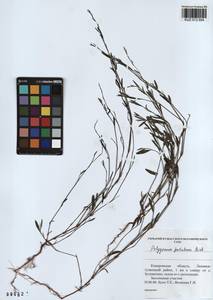 Polygonum patulum M.Bieb., Siberia, Altai & Sayany Mountains (S2) (Russia)