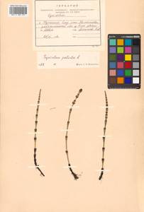 Equisetum palustre L., Siberia, Russian Far East (S6) (Russia)