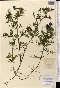 Vicia tenuifolia Roth, Caucasus, Stavropol Krai, Karachay-Cherkessia & Kabardino-Balkaria (K1b) (Russia)