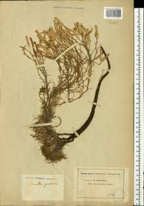 Dianthus squarrosus M. Bieb., Eastern Europe, Lower Volga region (E9) (Russia)