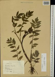 Valeriana officinalis L., Eastern Europe, North Ukrainian region (E11) (Ukraine)